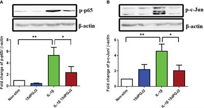 15-Deoxy-Delta-12,14-prostaglandin J2 modulates pro-labour and pro-inflammatory responses in human myocytes, vaginal and amnion epithelial cells